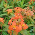 Euphorbia griffithi 'Fire Glow' fleur